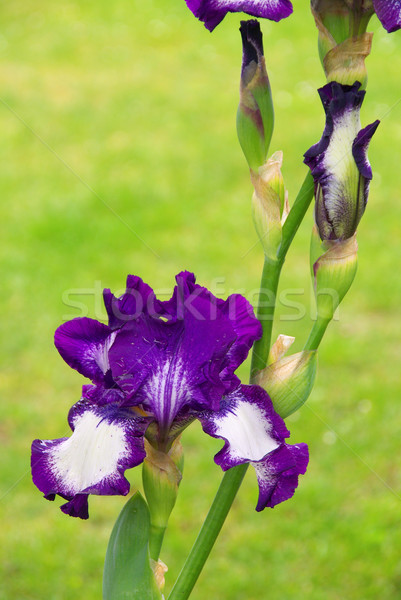 Iris Сток-фото © LianeM