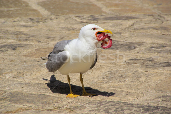 gull with fish 09 Stock photo © LianeM