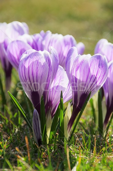 Crocus Stock photo © LianeM