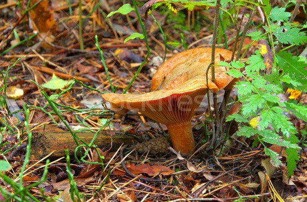 Red pine mushroom  Stock photo © LianeM