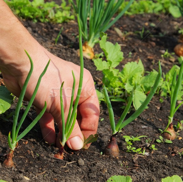 Ziehen up Frühling Hand Garten Anlage Stock foto © LianeM