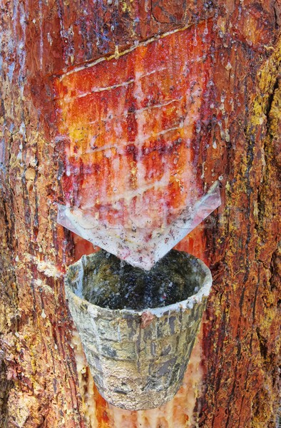 pine forest resin extraction  Stock photo © LianeM