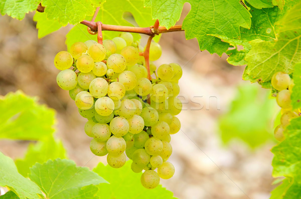 grape white 12 Stock photo © LianeM