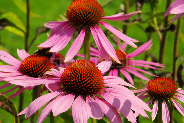 Purple Coneflower 37 Stock photo © LianeM