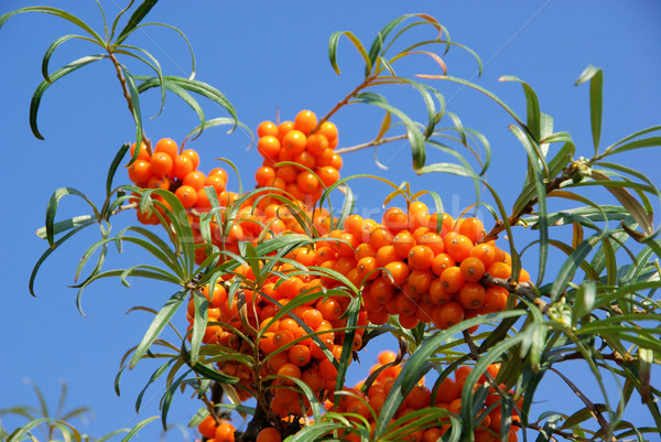 шип На 25 небе плодов здорового ягодные Сток-фото © LianeM