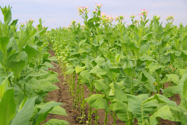 Cultivado tabaco folha campo plantas agricultura Foto stock © LianeM