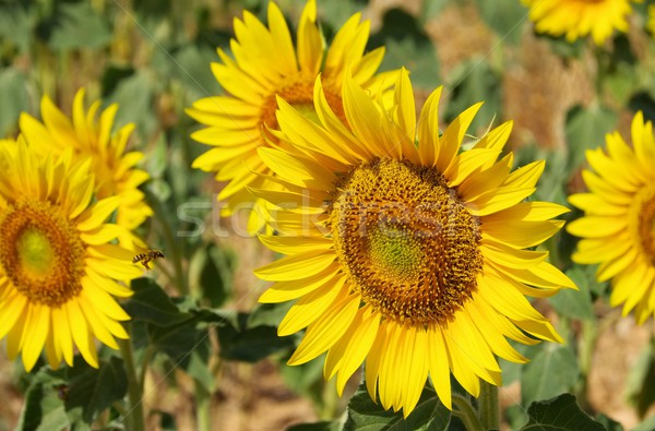 sunflowers field 11 Stock photo © LianeM