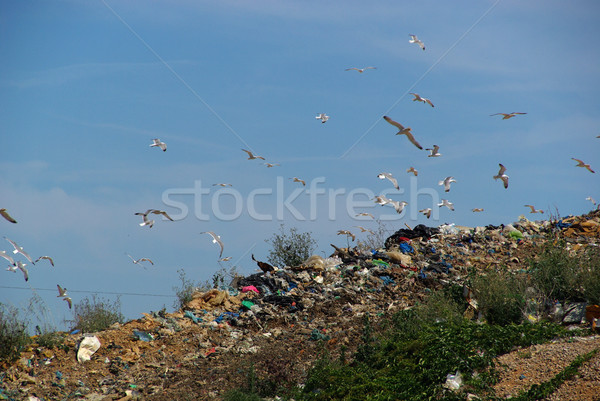 garbage dump 08 Stock photo © LianeM