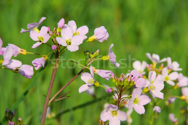 Kakukk virág tavasz zöld fehér lila Stock fotó © LianeM
