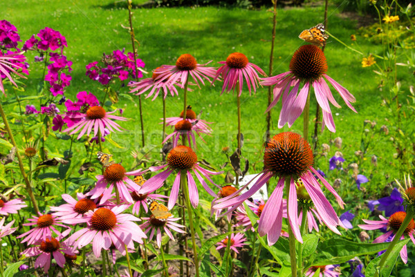 Purple Coneflower 29 Stock photo © LianeM