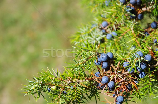 Fruto azul semente agulha arbusto macro Foto stock © LianeM