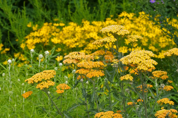 Fernleaf Yarrow in garden Stock photo © LianeM
