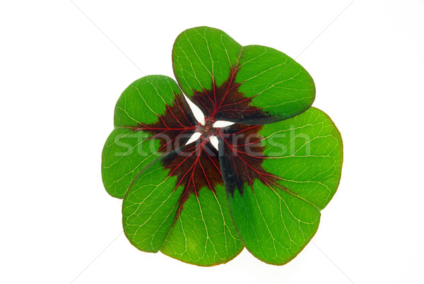four leafed clover 30 Stock photo © LianeM