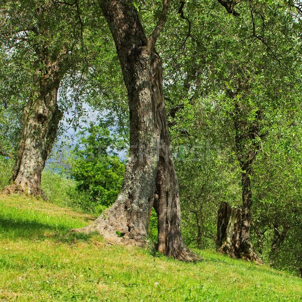 Olivo albero legno natura foglie ramo Foto d'archivio © LianeM