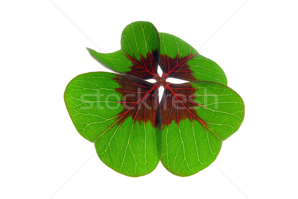four leafed clover  Stock photo © LianeM