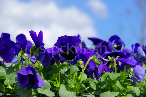 pansy 10 Stock photo © LianeM