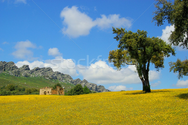 Prado cortiça 19 natureza montanha verão Foto stock © LianeM