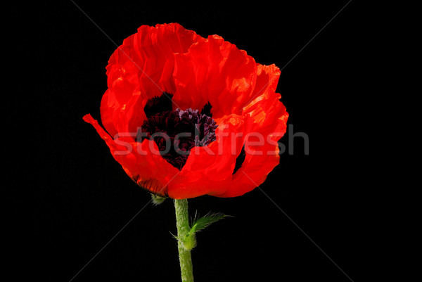 oriental poppy 23 Stock photo © LianeM