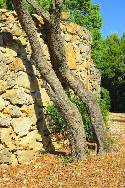 olive tree on wall 02 Stock photo © LianeM