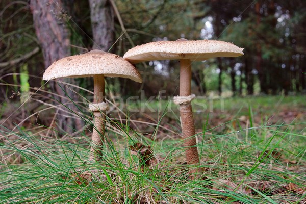 Stockfoto: Parasol · champignon · 17 · hout · bos · plant