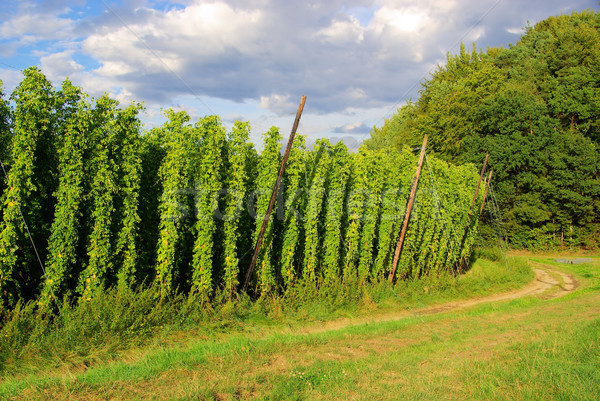 Hop Bereich Sommer Blätter Herbst Anlage Stock foto © LianeM