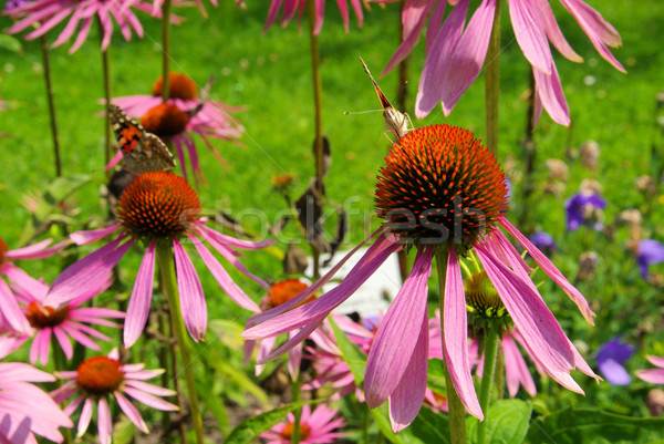 Purple Coneflower 25 Stock photo © LianeM