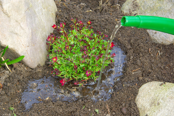planting a saxifraga bryoides 08 Stock photo © LianeM