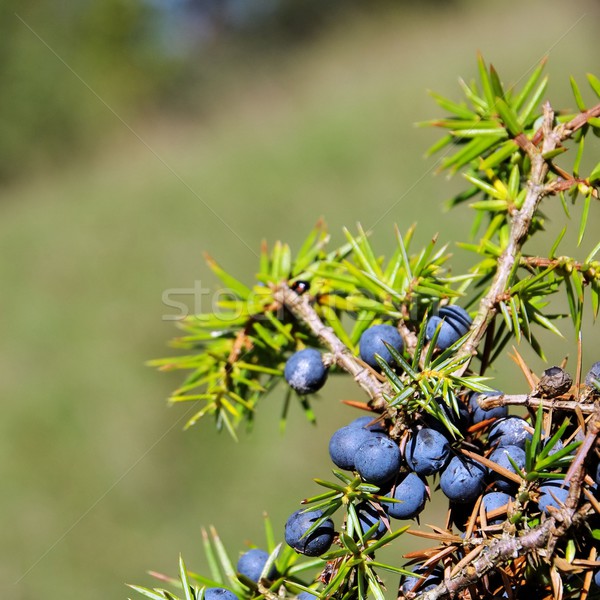 Obst blau Saatgut Nadel Busch Makro Stock foto © LianeM