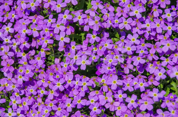 Aubrieta gracilis  Stock photo © LianeM