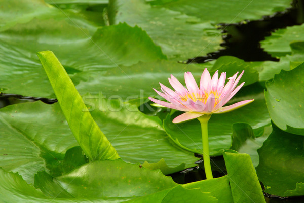 water lily 17 Stock photo © LianeM