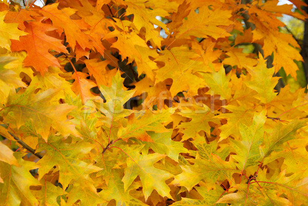 Tölgy levél gyülekezet fa zöld ősz Stock fotó © LianeM