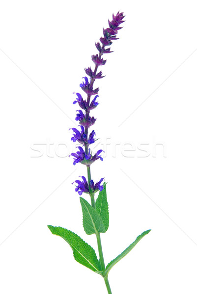 Salbei Blume isoliert 10 Hintergrund blau Stock foto © LianeM