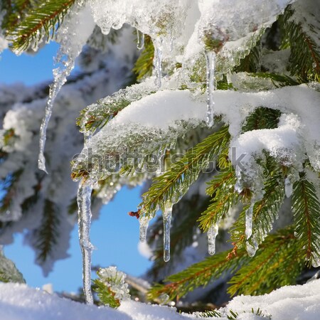 Stok fotoğraf: Ladin · dal · kar · orman · doğa · kış