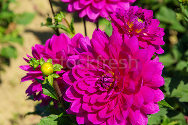 Dahlia bloem natuur blad groene paars Stockfoto © LianeM