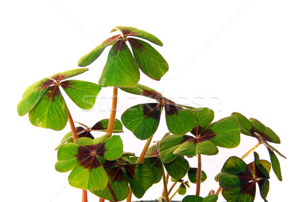 four leafed clover 16 Stock photo © LianeM
