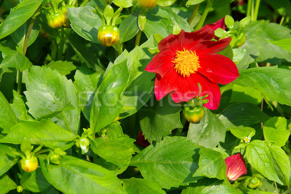 Dahlia bloem blad tuin groene bloesem Stockfoto © LianeM