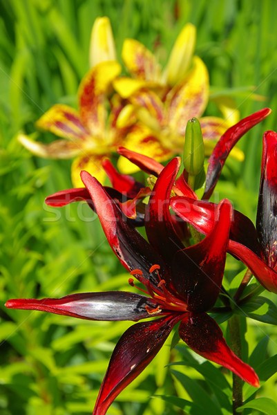 Lilie 12 Garten rot Blüte blühen Stock foto © LianeM