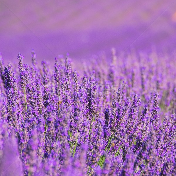 Campo de lavanda 14 flores beleza verão campo Foto stock © LianeM