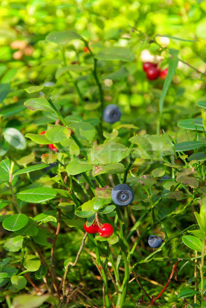 Stock photo: blueberry plant 01