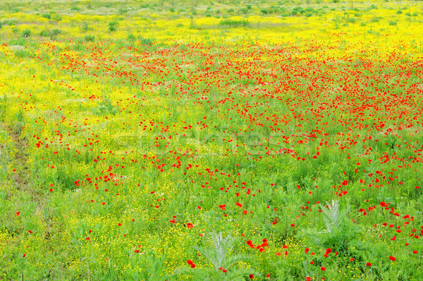 corn poppy 41 Stock photo © LianeM