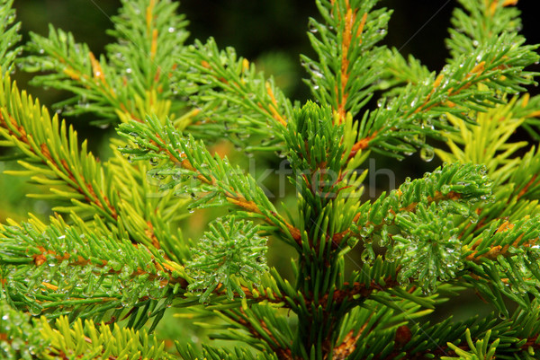 Abete rosso ramoscello foresta natura pioggia impianto Foto d'archivio © LianeM