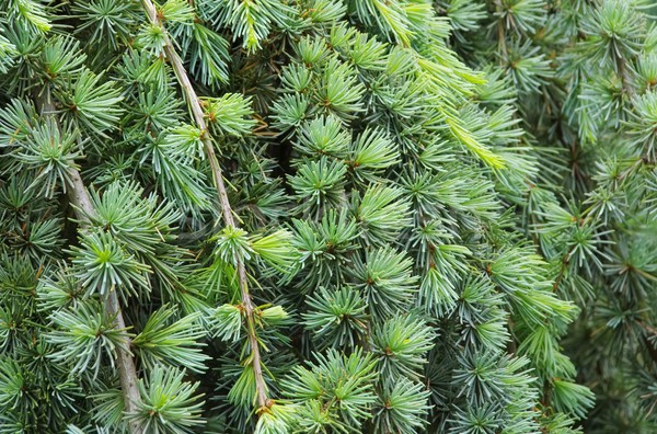 Foto stock: Cedro · 25 · árbol · madera · hoja · planta