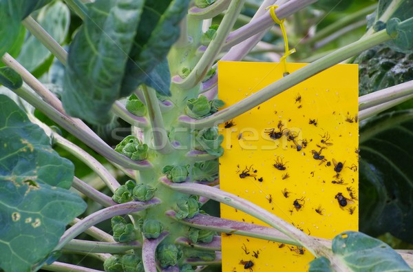 Galben insectă lipi frunze grădină verde Imagine de stoc © LianeM