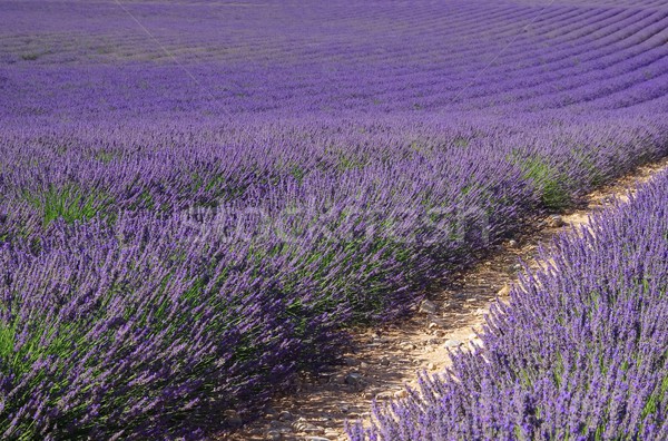 lavender field  Stock photo © LianeM