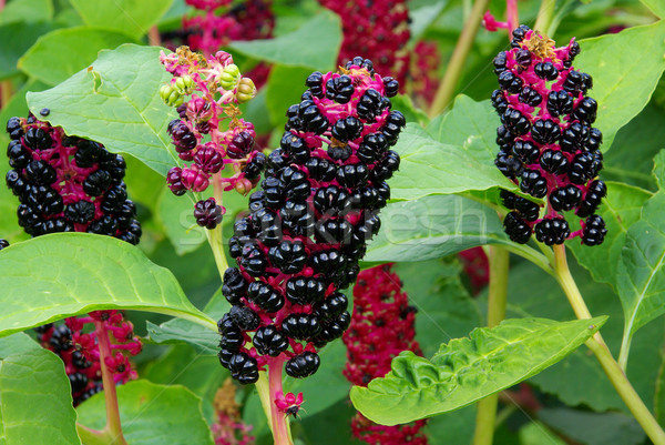 Természet fekete tinta növény bokor gyógynövény Stock fotó © LianeM