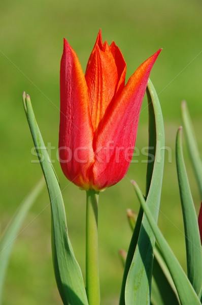 Tulipán piros 15 húsvét háttér zöld Stock fotó © LianeM