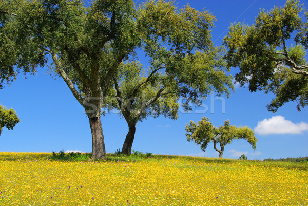 meadow and cork oaks 12 Stock photo © LianeM