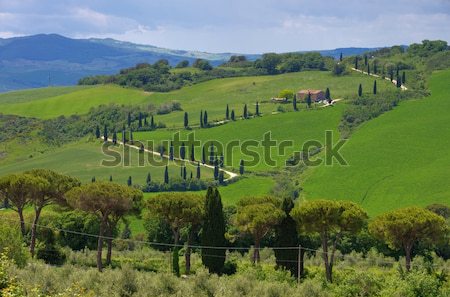 Stock photo: Tuscany cypress trees with track 