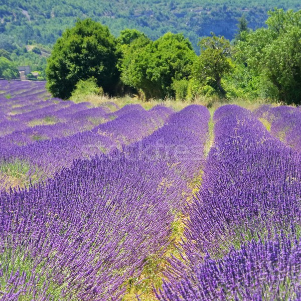 Stock foto: Lavendelfeld · Blumen · Schönheit · Sommer · Bereich · grünen