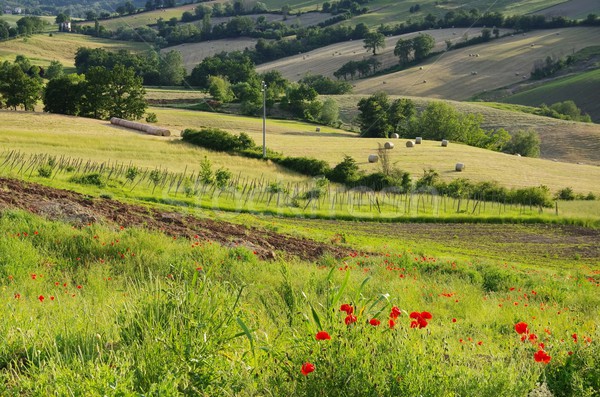 Emilia landscape  Stock photo © LianeM